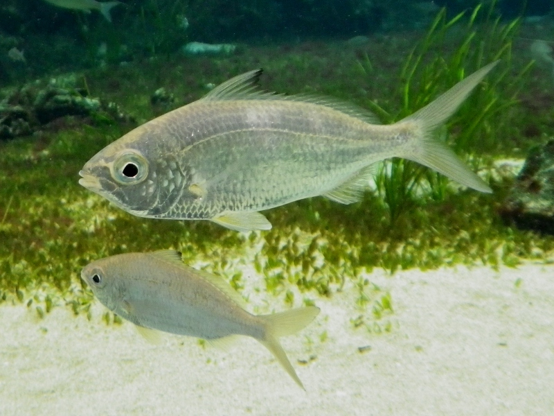 mojarra-baliqlari
