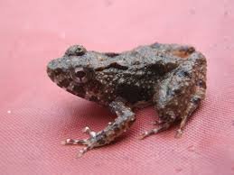 phrynobatrachus-africanus-qurbagasi