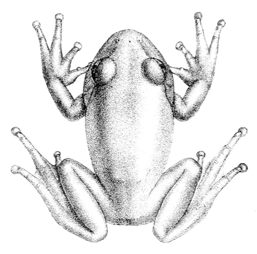 leptopelis-viridis-qurbagasi