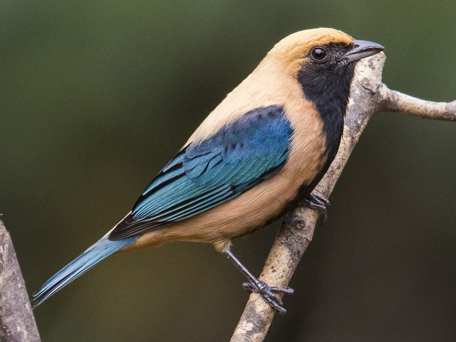 parlaq-sari-tanager