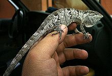 polychrus-acutirostris-kertenkelesi