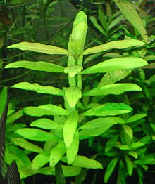 hygrophila-polysperma-bitki
