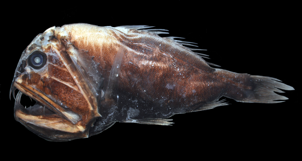 disli-baliqlar-fangtooth