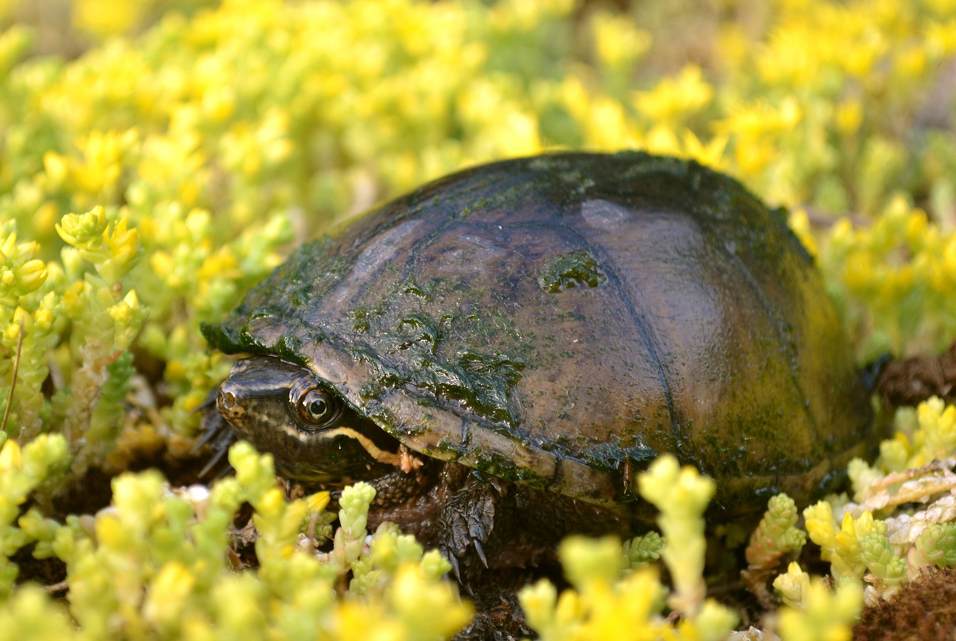 sternotherus-odoratus-tisbagasi
