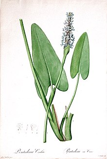 pontederia