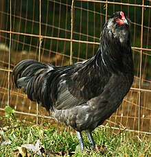 ameraucana-toyuq-cinsi