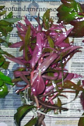 ammannia-gracilis-bitki