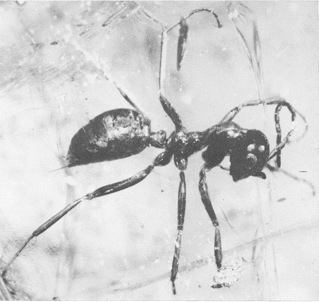 sphecomyrma-qarisqasi
