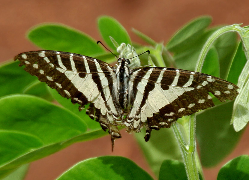 graphium-nomius-kepeneyi