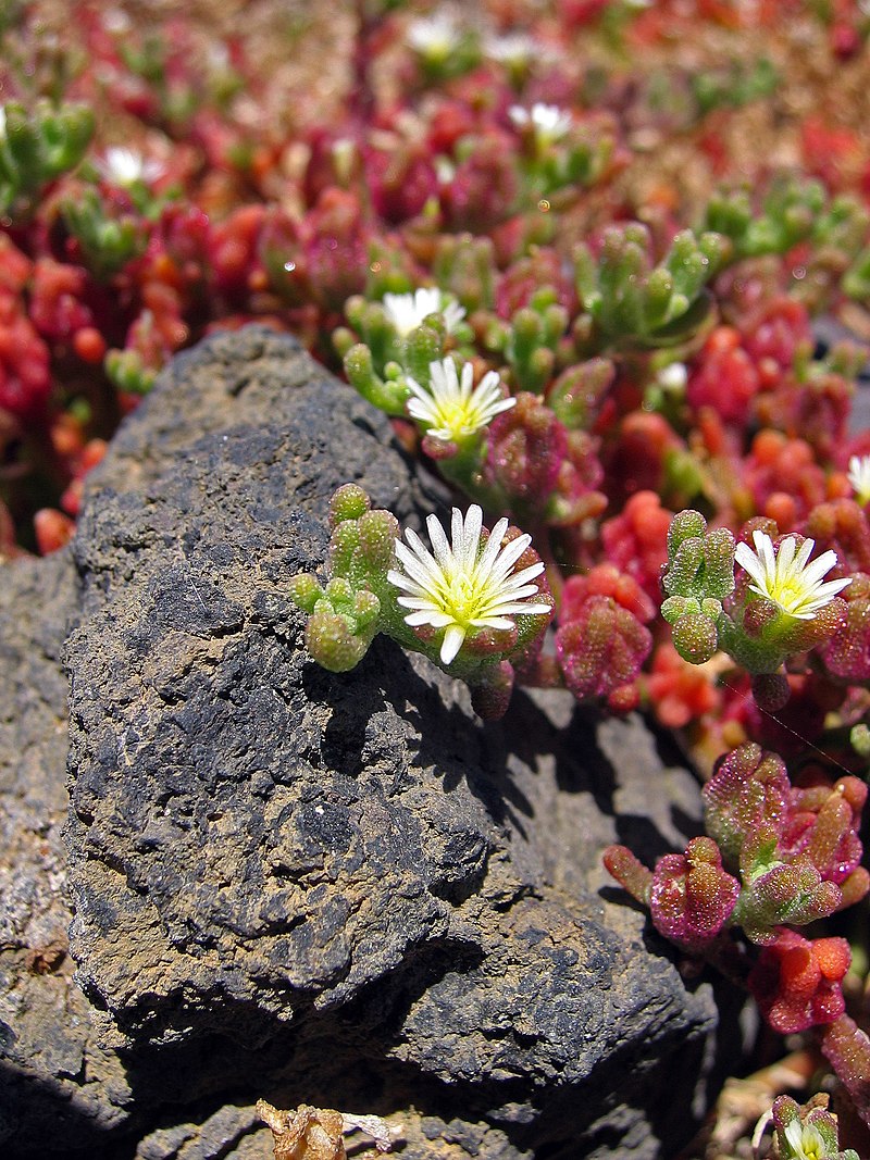 mesembryanthemum-nodiflorum