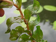 potamogeton-perfoliatus