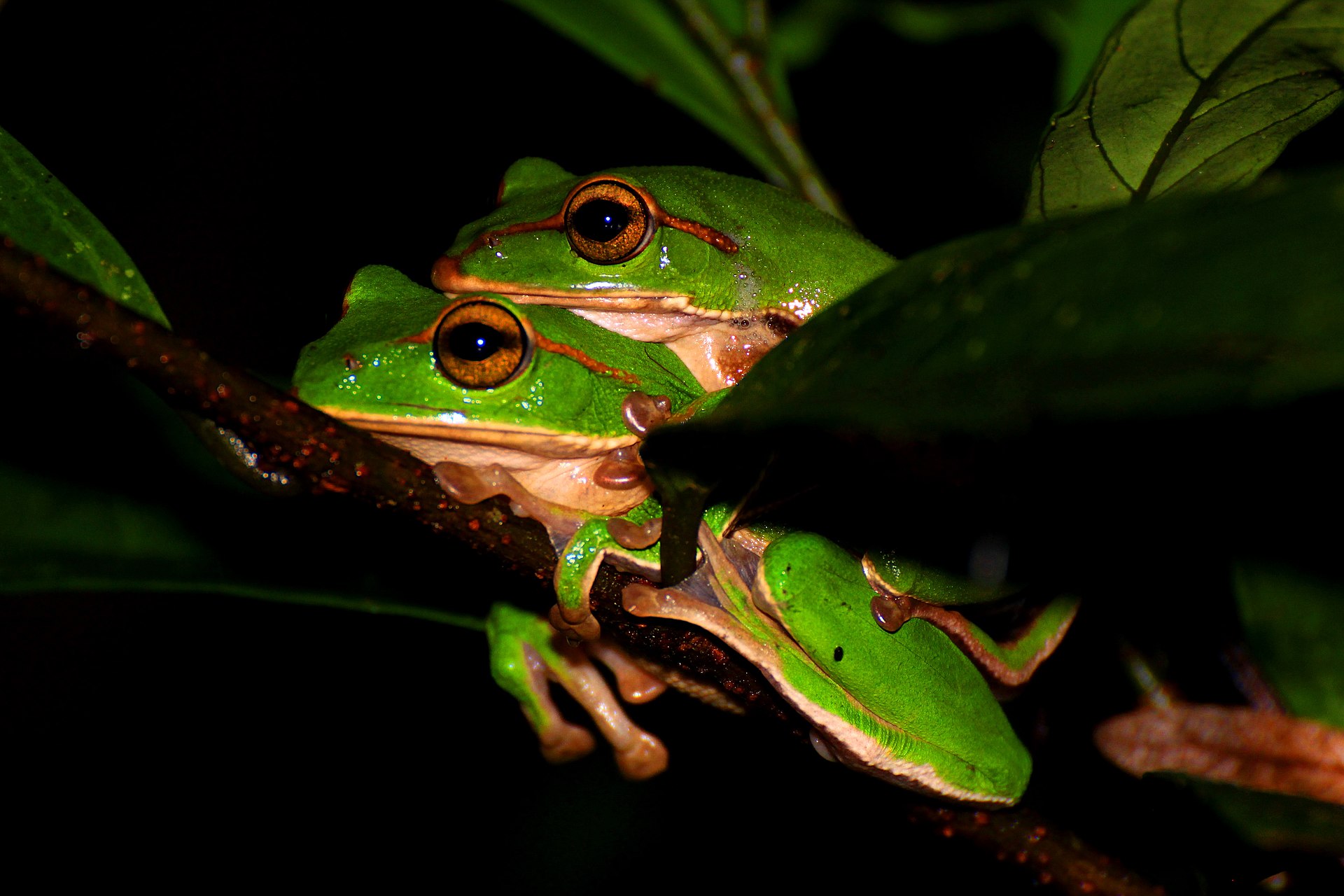 zhangixalus-prasinatus-qurbagasi