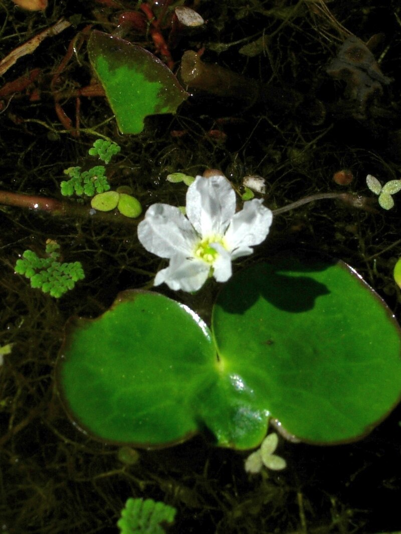 nymphoides-hydrophylla