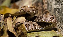 protobothrops-mucrosquamatus-ilani