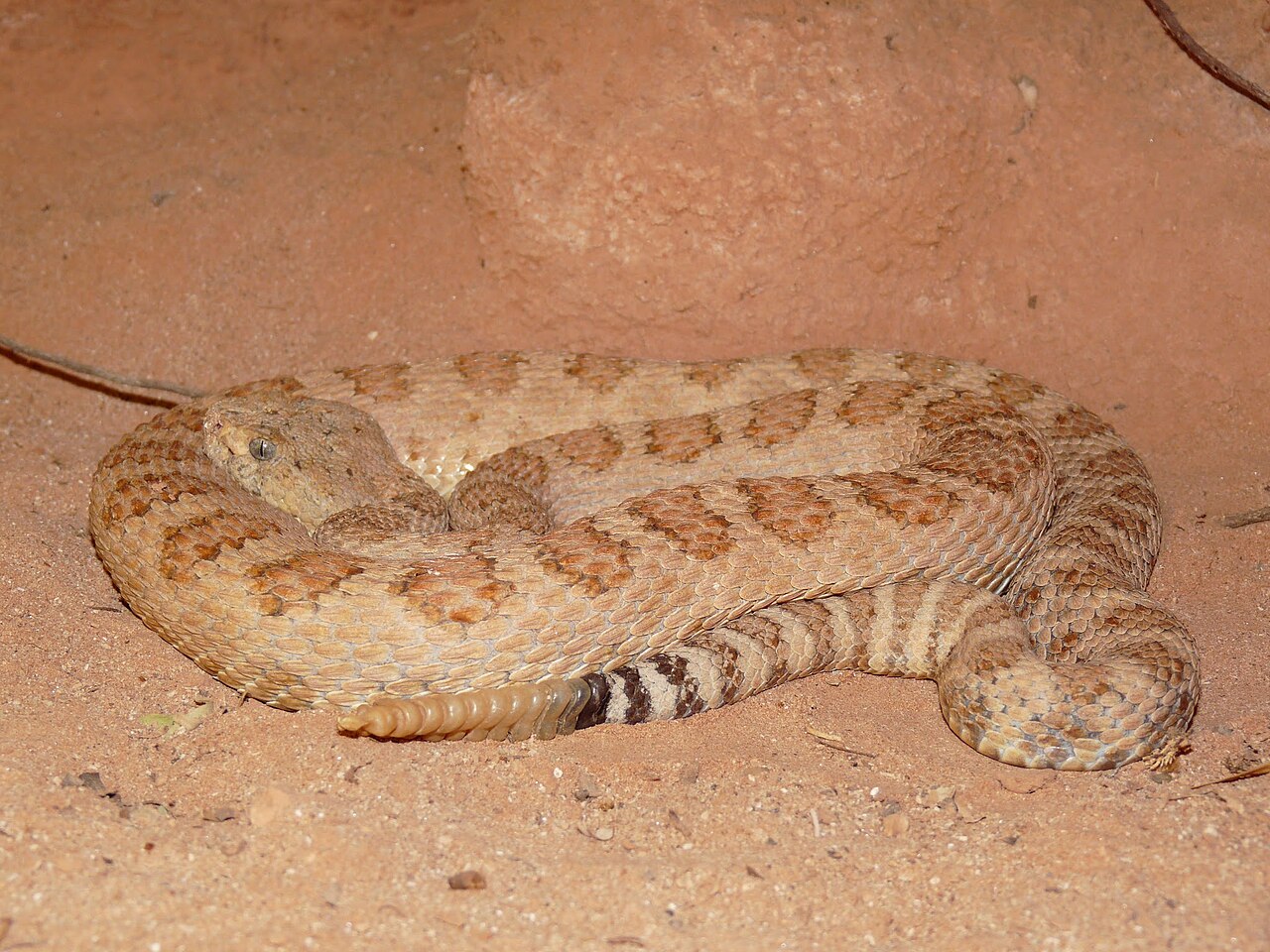 crotalus-oreganus-abyssus-ilani