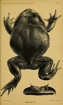 brachytarsophrys-feae-qurbagasi
