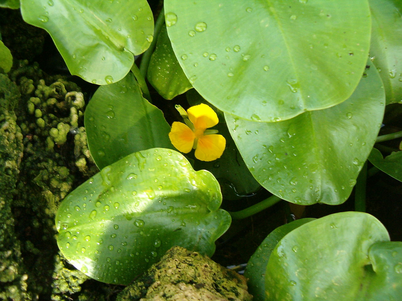 hydrocleys