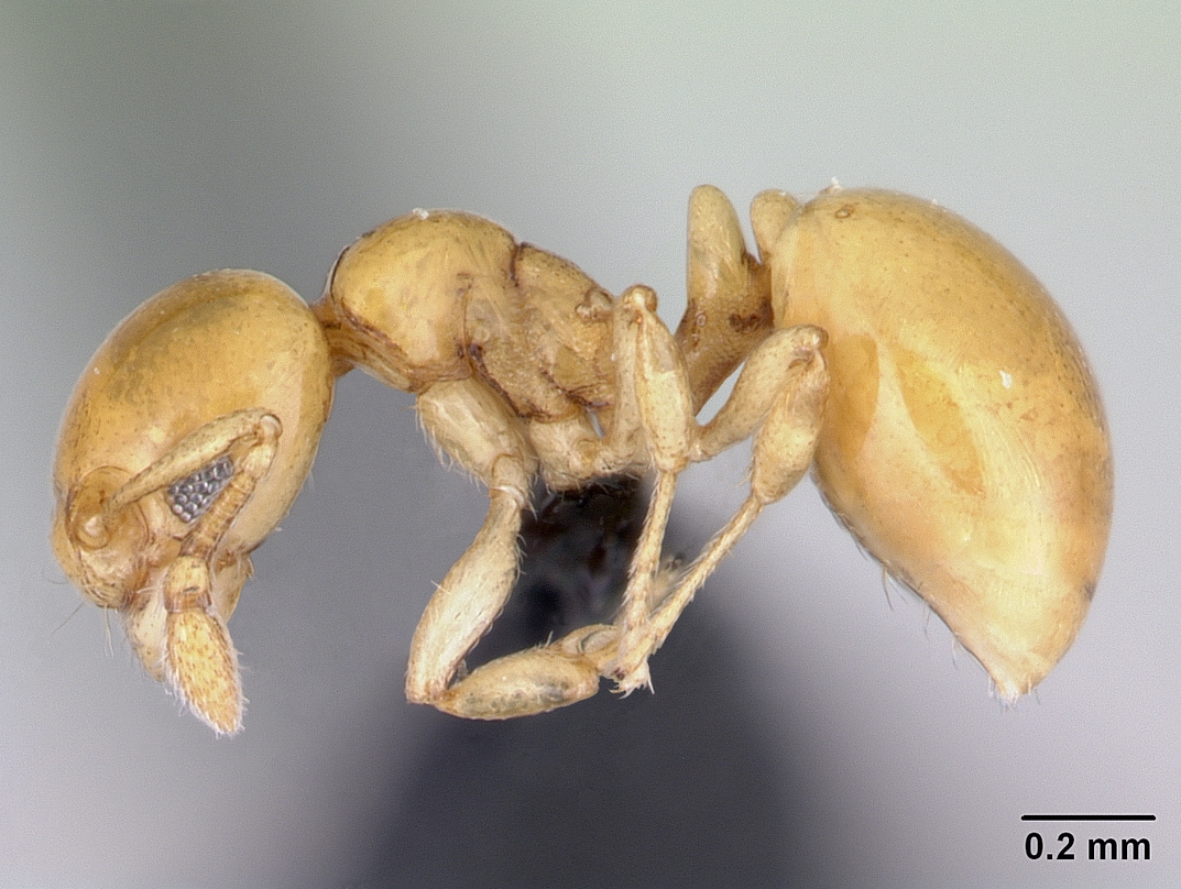 diaphoromyrma-qarisqasi