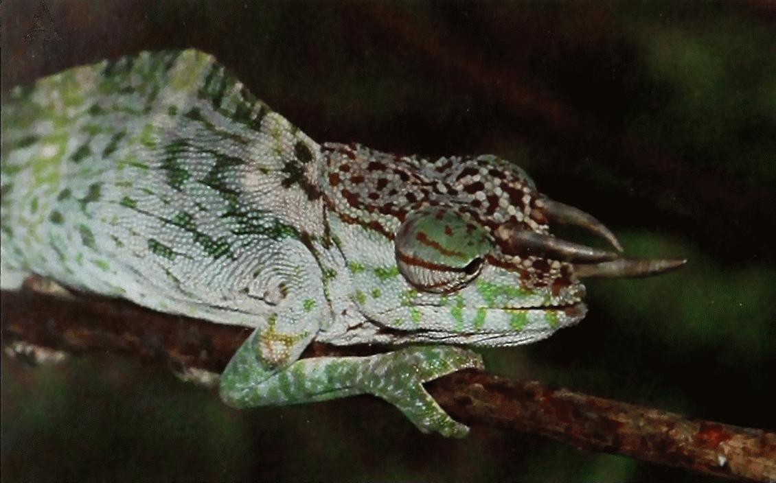 owen-buqelemunu