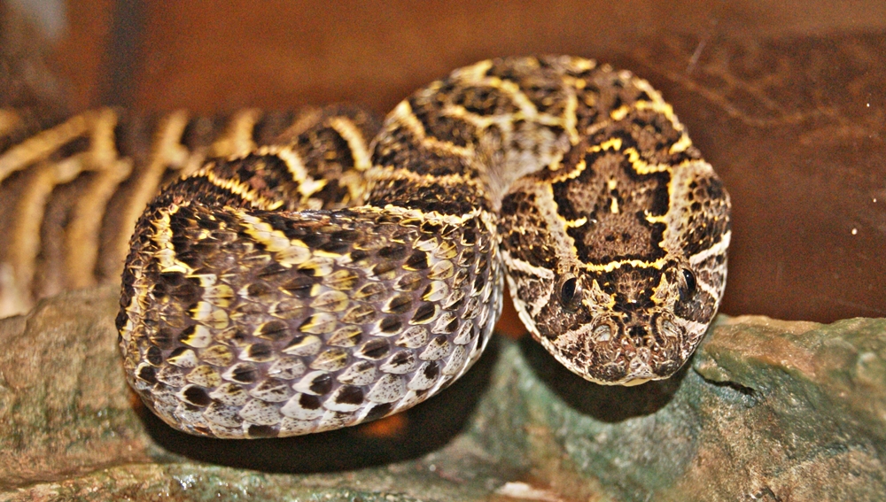 puf-adder-ilani