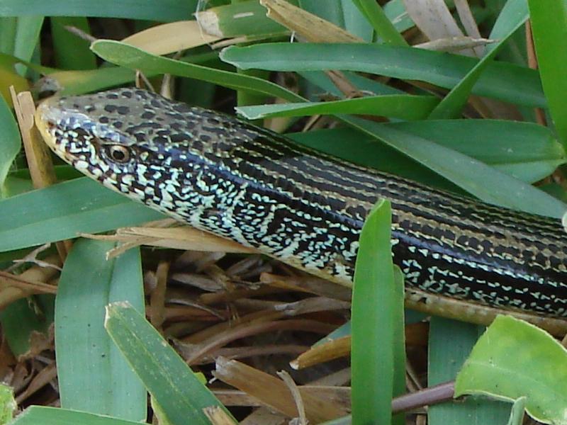 serq-suse-kertenkelesi