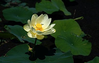 nelumbo-lutea