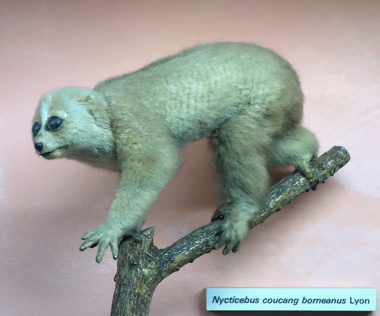 borneo-yavas-lorisi