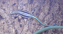 holaspis-laevis-kertenkelesi