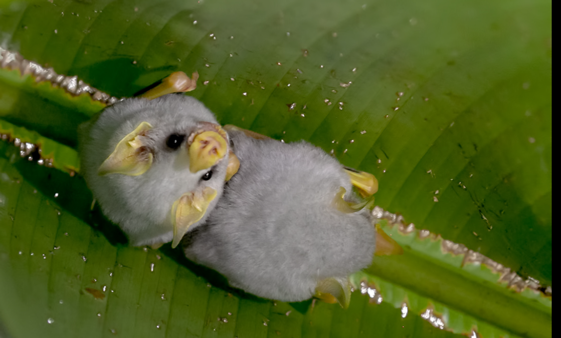 honduras-ag-yarasa