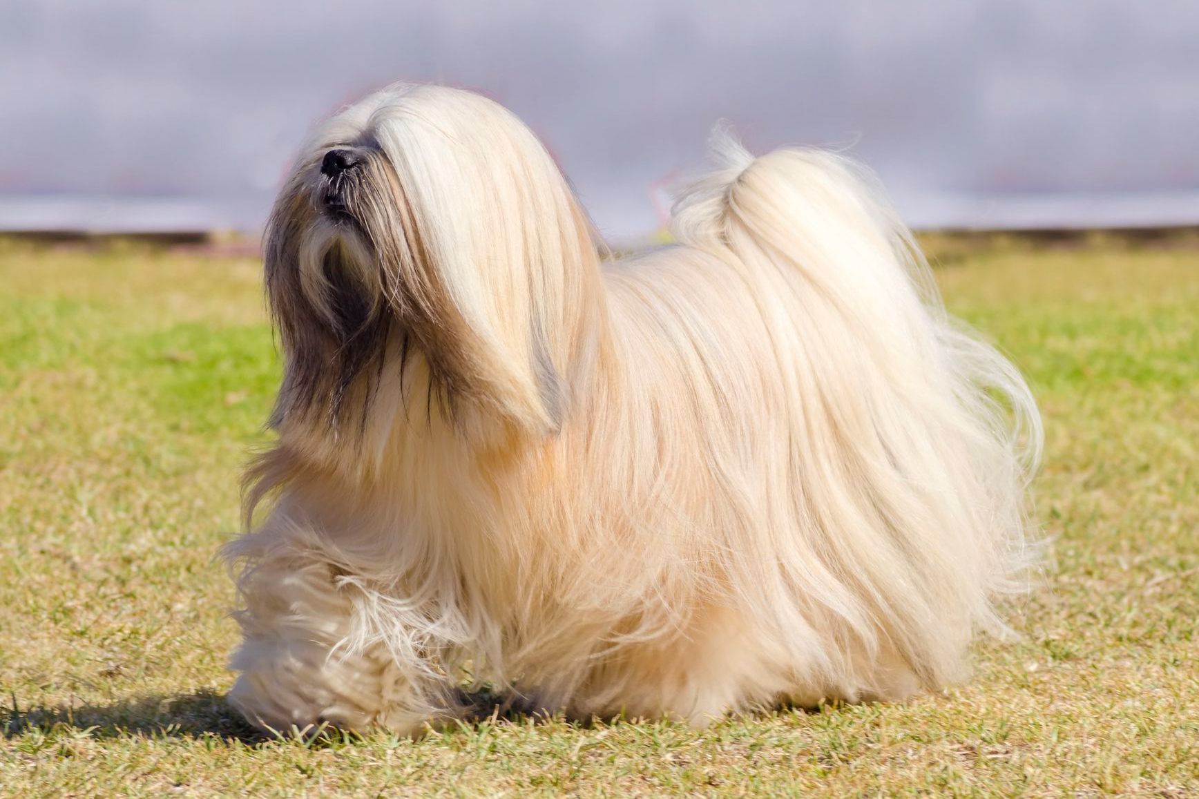 lxasa-apso-it-cinsi