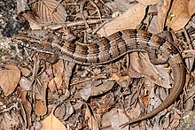 madrean-alligator-kertenkelesi
