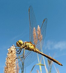 dragonfly-heserat-novu