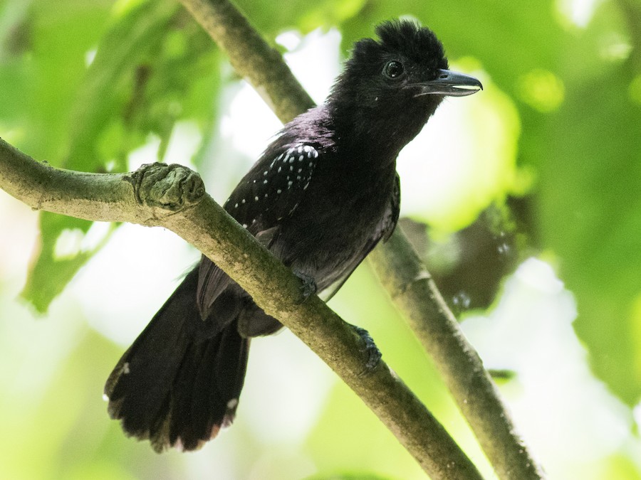 qara-basliqli-qarisqayeyen