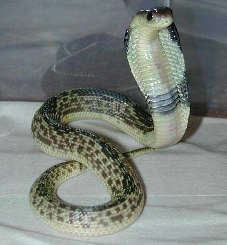 javan-tupuren-kobra