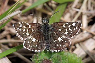 pyrgus-malvae-malva-ceyirdeyi-kepeneyi