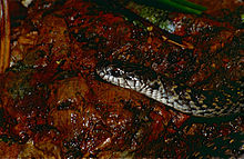 erythrolamprus-cobella-ilani