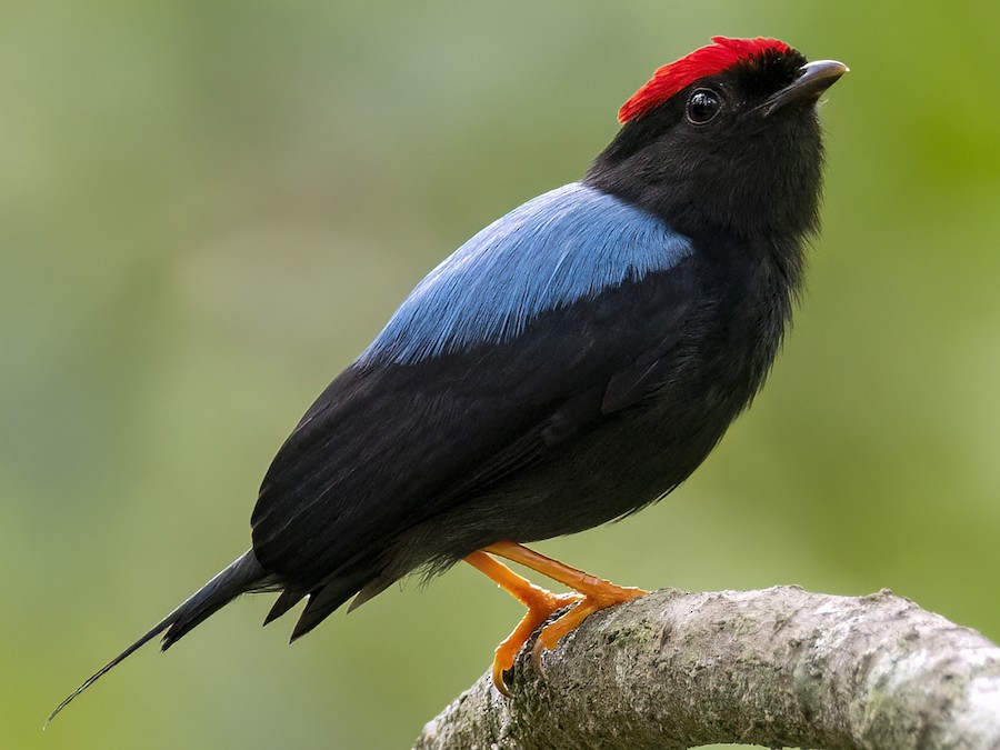 nizequyruq-manakin