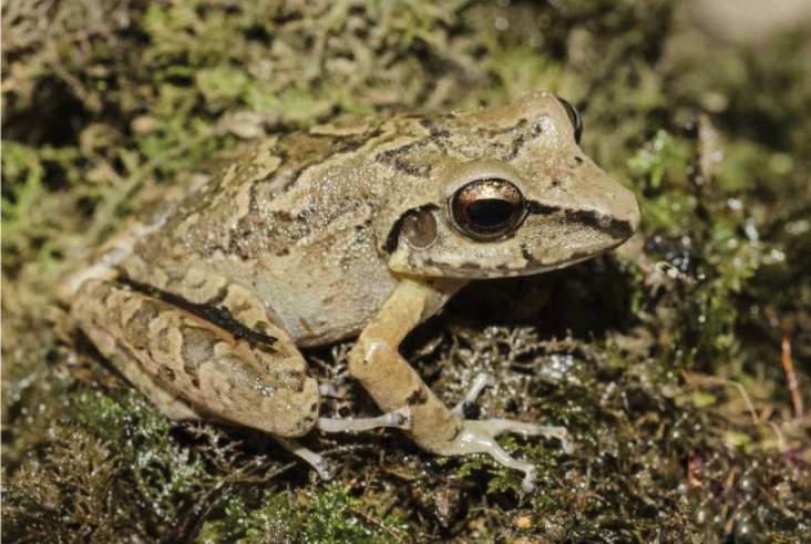pristimantis-vilarsi-qurbagasi