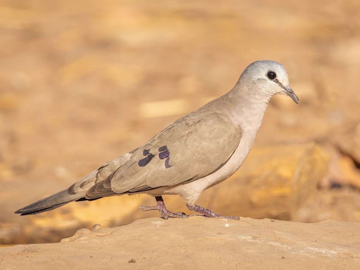 qaradimdik-mese-goyercini