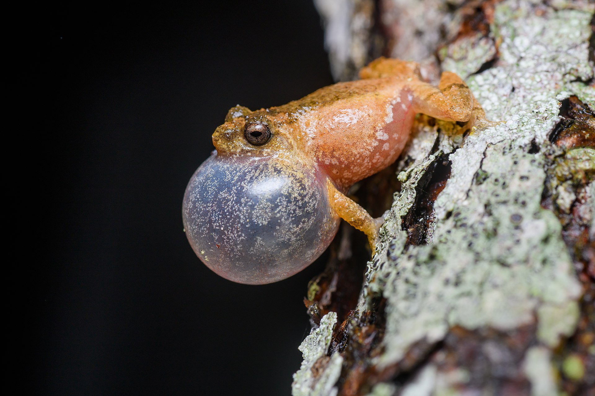 raorchestes-parvulus-qurbagasi