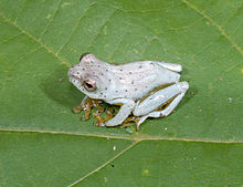 hyperolius-ocellatus-qurbagasi