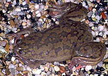 xenopus-qurbaga-cinsi