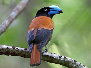 helmet-vanqa-qus-novu