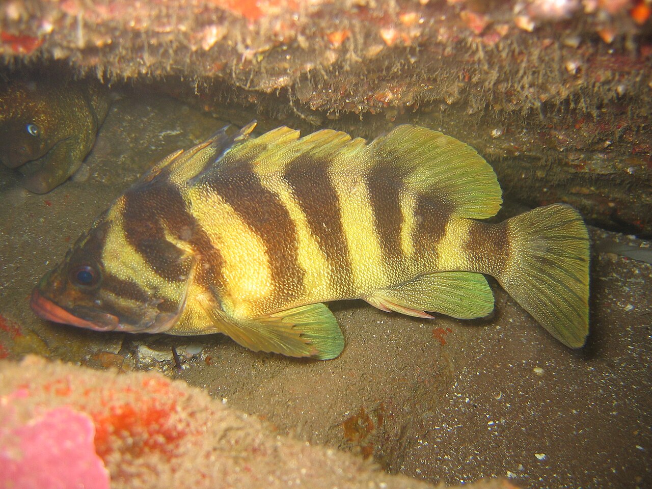 treefish-baliq-novu