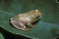 hyperolius-kachalolae-qurbagasi