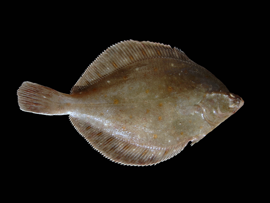 plaice-baligi