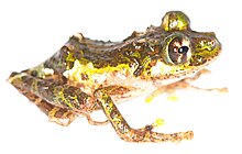 spinomantis-tavaratra-qurbagasi