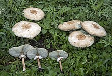 chlorophyllum-molybdites-gobelek-novu