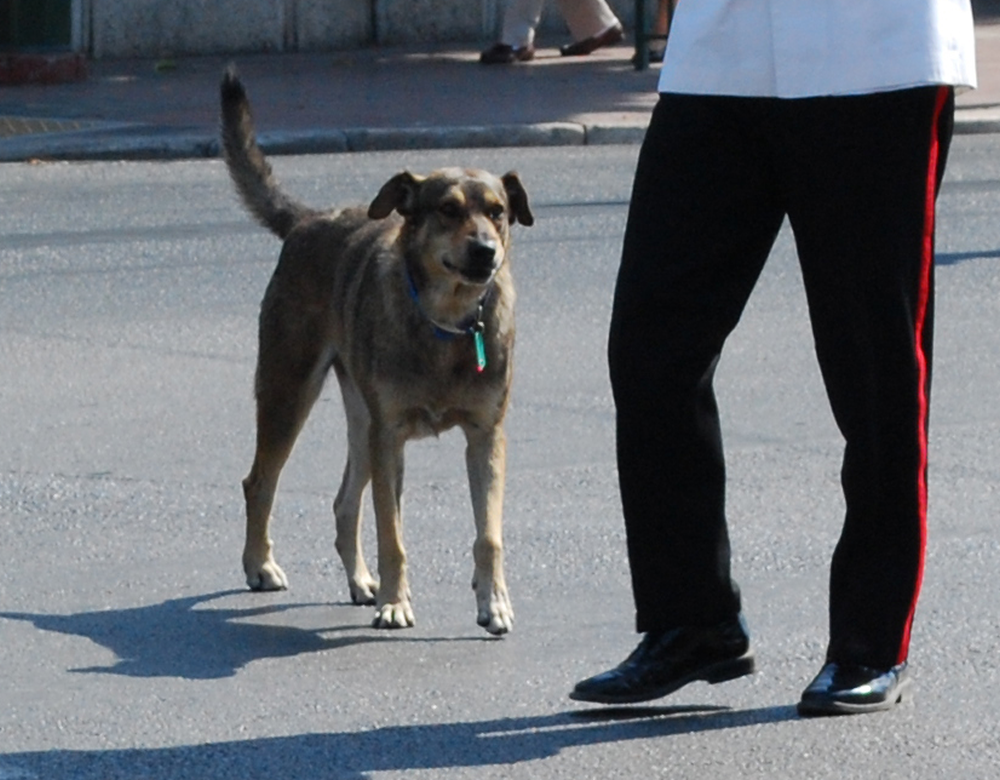 loukanikos