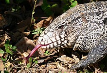 argentina-qara-ve-ag-tequ-kertenkelesi-salvator-merianae